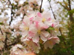 -海棠花溪(元大都城垣遗址公园)