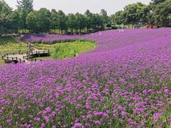 -大塘金香草谷