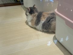 -momokira米努特·德文卷毛猫·棉花面纱犬