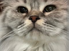 -纳吉亚猫专科动物诊疗中心(蒋宅口分院)