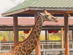 -石家庄市动物园