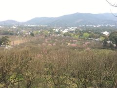 -香雪海