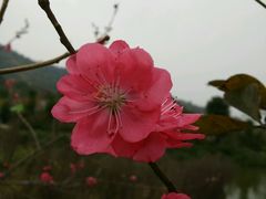 -丹樱生态园