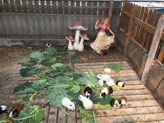 -上海多利农业发展有限公司