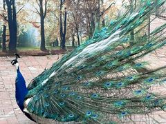 -长白岛森林公园