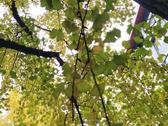 -四川大学(华西校区)