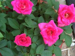 -龙大花卉苗木市场