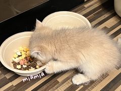 -喵百万·布偶·蓝金金渐层英短·猫舍(百子湾店)