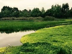 -白鹭湾湿地公园