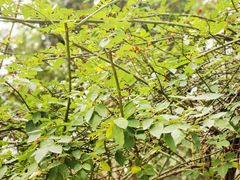 -谷咖啡·鲜花绿植花园餐厅