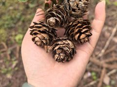 -山王坪喀斯特国家生态公园