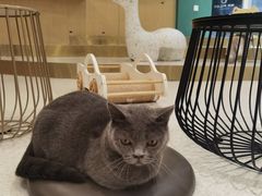 -飞行喵MR PILOT|猫舍·猫咖(静安大融城店)