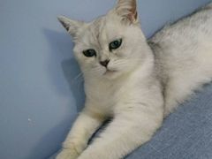 -喵的天空名猫咖啡馆·撸猫·猫舍·用品