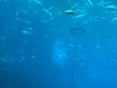 -海棠湾洲际-涛·海底餐厅·美人鱼·自助餐·海底隧道
