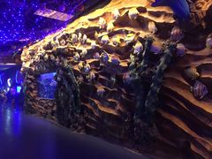 -芜湖新华联大白鲸海洋公园