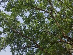 -西双版纳原始森林公园