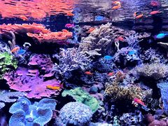 -西雅图水族馆