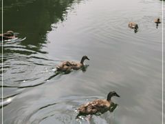 -映月湖公园