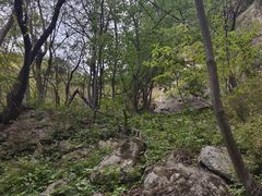 -王顺山国家森林公园