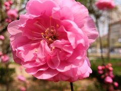 -石家庄市植物园