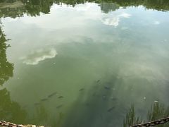 -金花茶公园