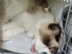 -纳吉亚猫专科动物诊疗中心(蒋宅口分院)