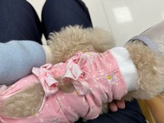 -申普宠物医院·心脏介入·心血管微创(总院)