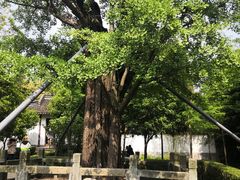 -上海佘山国家森林公园天马山园