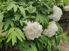 -莲花池公园