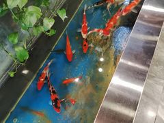 -洞庭家宴·头牌甲鱼(广渠门店)