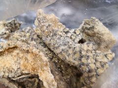 五香炸鱼皮-凌记(泮塘路店)