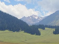 -蘑菇拌面•正宗新疆菜