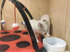 -屋虎猫馆(宝安大仟里店)