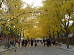 -三里屯东五街银杏大道