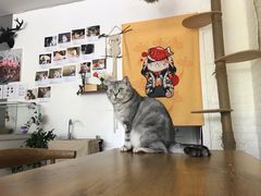 -平行世界·猫咖(首经贸店)