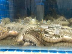 椒盐皮皮虾-宾朋海鲜美食特色餐厅·纯手工鲅鱼水饺(兴海路店)