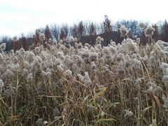 -昆山城市生态森林公园