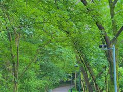 -西湖风景区-江洋畈生态公园