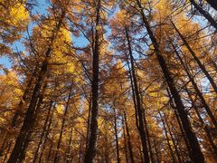 -塞罕坝国家级自然保护区