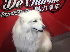 -上海魅力单车cannondale