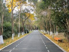 -东平国家森林公园
