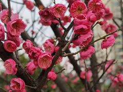 -八大山人梅湖景区