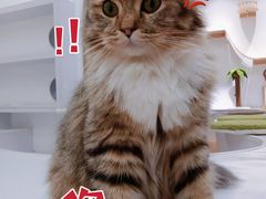 -COLOR PETS 撸猫馆·购猫·猫咖(长风大悦城店)
