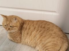 -纳吉亚猫专科动物诊疗中心(蒋宅口分院)