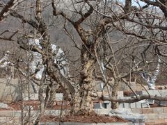 -青檀寺景区