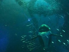 -烟台海昌鲸鲨海洋公园