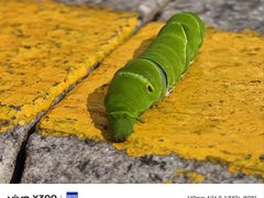 -VT101维多利广场