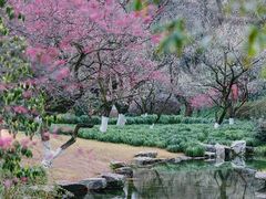 -杭州植物园