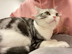 -有喵·猫咖·狗咖·30几只猫10只小狗(岗厦店)