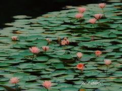 -白鹭湾湿地公园